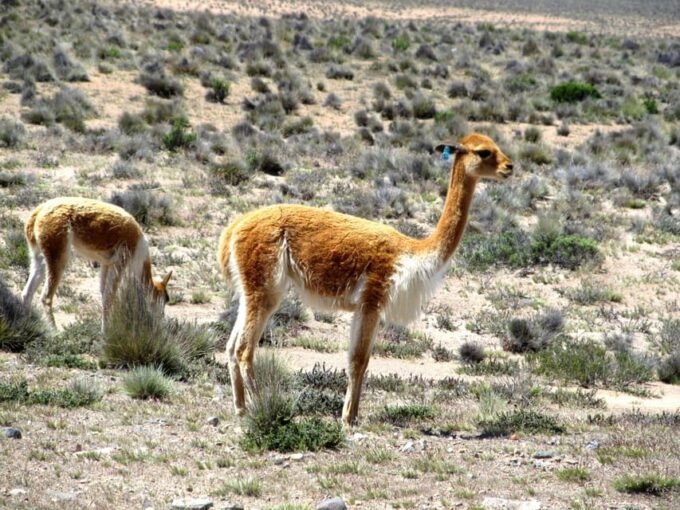 2 Days Colca Canyon Sightseeing Tour Ending in Puno Hotel*** - What to Bring