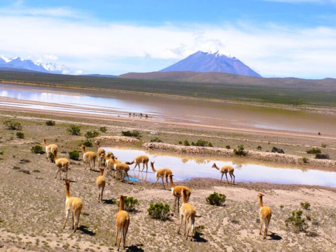 2 Days Colca Canyon Sightseeing Tour Ending in Puno Hotel*** - Recap