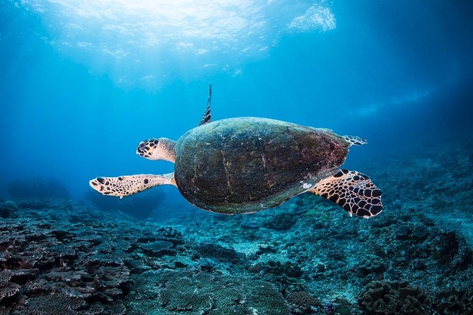 2 Days Discover Scuba Diving in Nusa Lembongan - Scuba Initiation - Ocean Dive Locations