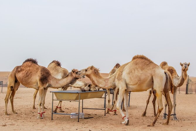 2-Days Dubai Combo City Tour With Dhow Cruise Dinner and Desert Safari - Inclusions and Amenities