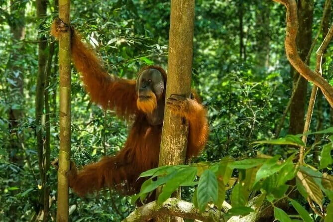 2 Days Ethical Jungle Trek in Sumatra - Practical Aspects