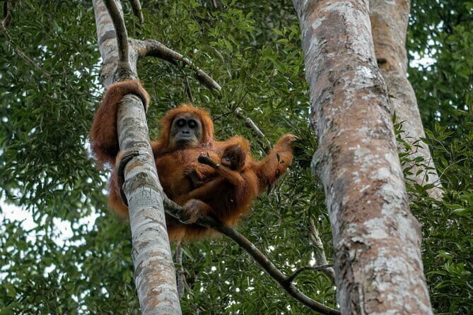 2 Days Ethical Jungle Trek in Sumatra - FAQ