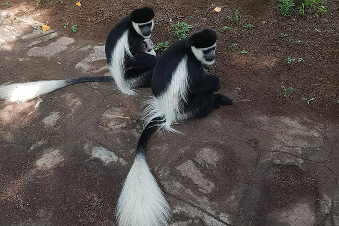 2 Days Ethiopian Rift Valley Lakes Tour From Addis Ababa - Cultural Considerations