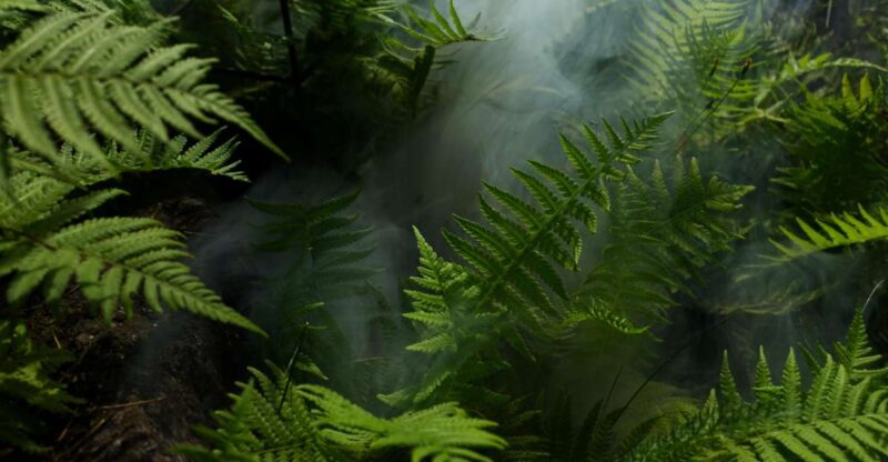2 Days Expedition From Bukit Lawang: Connect With Nature - Key Points