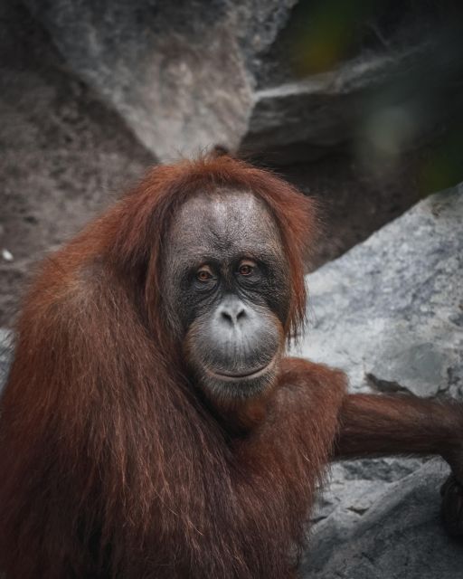 2 Days Expedition From Bukit Lawang: Connect With Nature - Booking Information