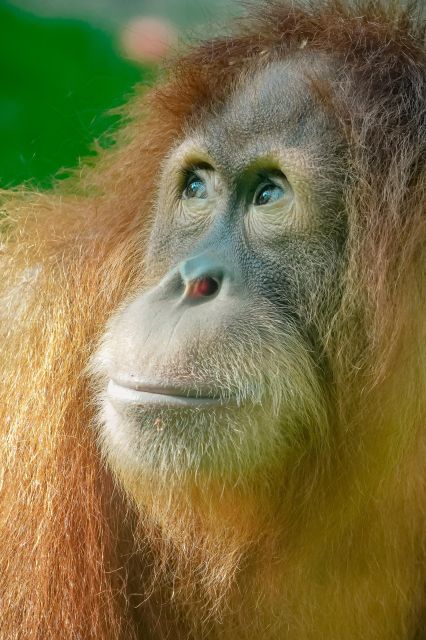 2 Days Expedition From Bukit Lawang: Connect With Nature - Additional Information