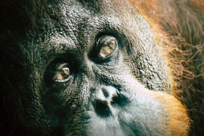 2 Days Expedition From Bukit Lawang: Connect With Nature - Riverside Exploration