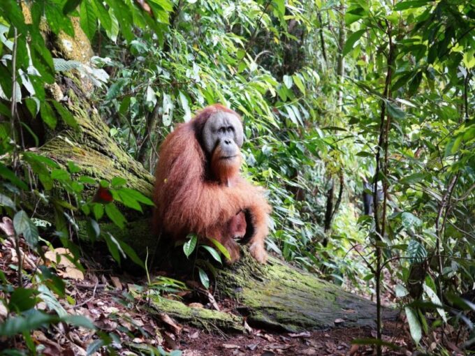 2 Days Expedition From Bukit Lawang: Connect With Nature - Flexible Customization