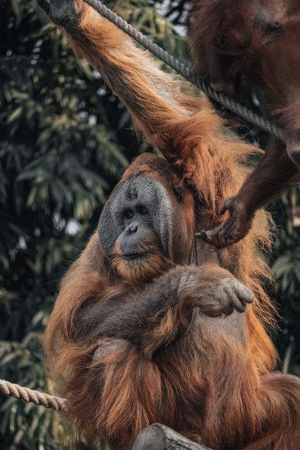 2 Days Expedition From Bukit Lawang: Connect With Nature - Frequently Asked Questions