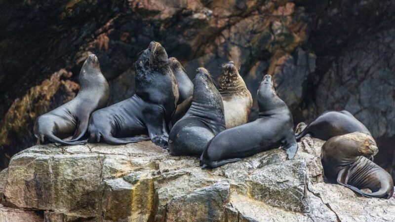 2-Days Expedition - Paracas, Huacachina and Nazca - Itinerary: Day 02