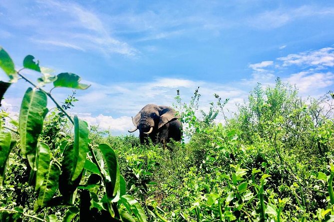 2 Days Family Safari to Murchison Falls Park Uganda - Inclusions