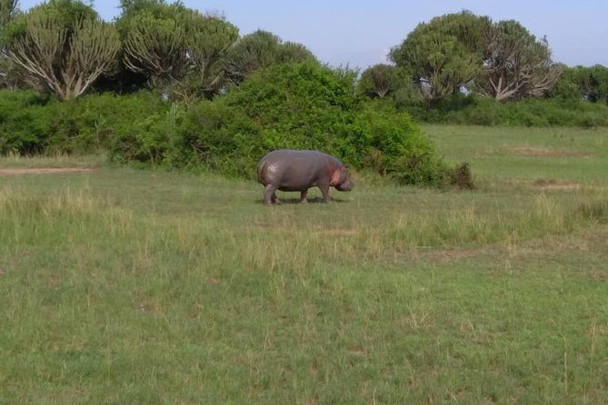 2 Days Family Safari to Murchison Falls Park Uganda - Traveler Information