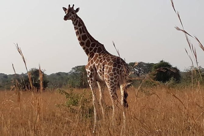 2 Days Family Safari to Murchison Falls Park Uganda - Pricing and Booking