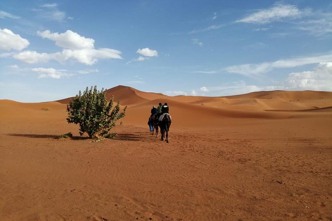 2 Days Fes Desert Trip Overnight Erg Chebbi End up Fes/Marrakech - Camel Ride Experience