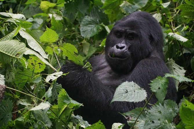 2 Days Gorilla Trekking Uganda - Key Points