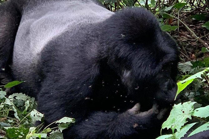 2 Days Gorilla Trekking Uganda - Gorilla Trekking Experience