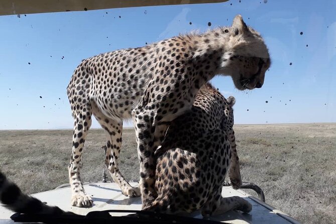 2 Days Group Joining Camping Safari Tarangire Park and Ngorongoro Crater - Pick-up and Start Time