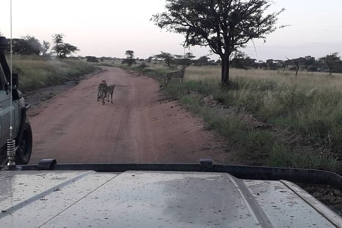 2 Days Group Joining Camping Safari Tarangire Park and Ngorongoro Crater - Wildlife Spotting