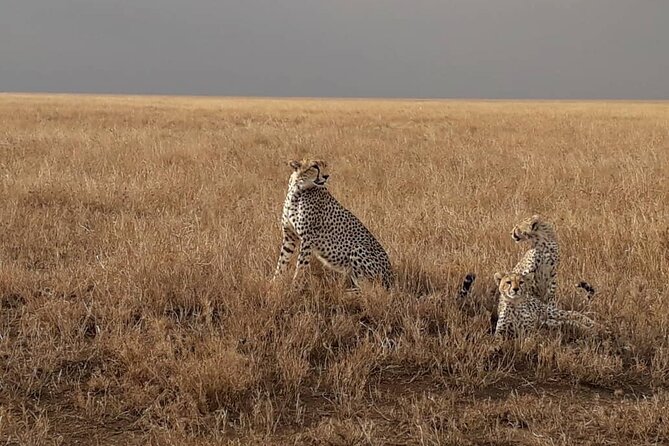 2 Days Group Joining Camping Safari Tarangire Park and Ngorongoro Crater - Itinerary