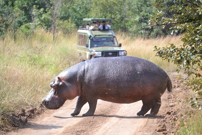 2 Days in Akagera National Park - Travel Requirements and Recommendations