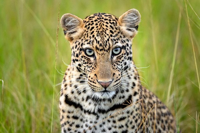 2 Days in Akagera National Park - Night Game Safari