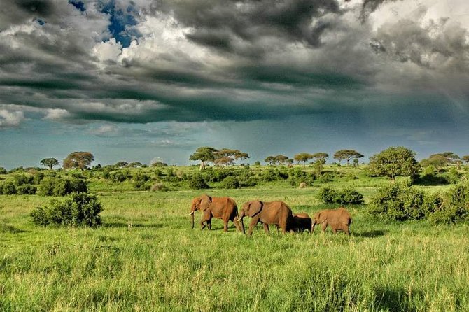 2 Days Joined Group Tarangire and Ngorongoro Crater National Park - Included Services and Amenities