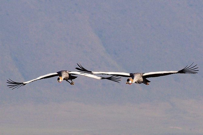 2 Days Joined Group Tarangire and Ngorongoro Crater National Park - Exploration of Ngorongoro Crater