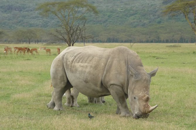 2 Days Lake Nakuru N/P - Key Points