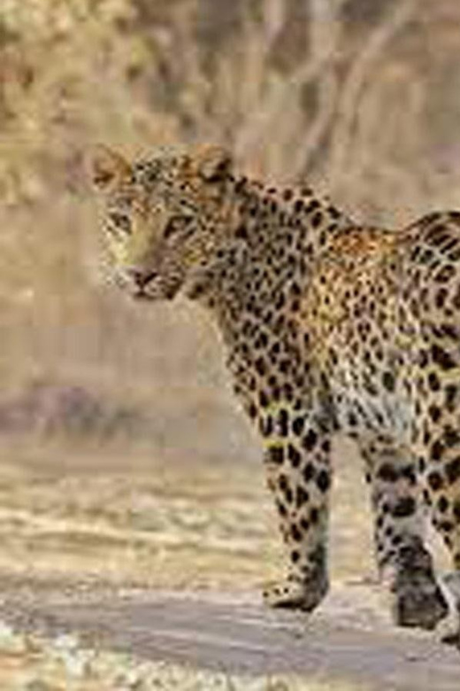 2-Days Luxury Jaipur City Tour With Tiger & Leopard Safari - Key Points