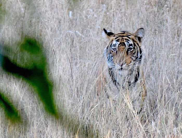 2-Days Luxury Jaipur City Tour With Tiger & Leopard Safari - Itinerary Details