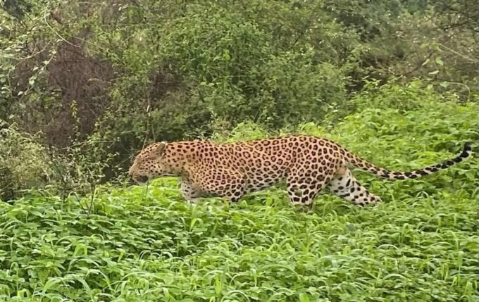 2-Days Luxury Jaipur City Tour With Tiger & Leopard Safari - Tiger Safari