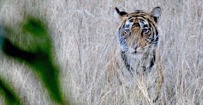 2-Days Luxury Jaipur City Tour With Tiger & Leopard Safari - Recap