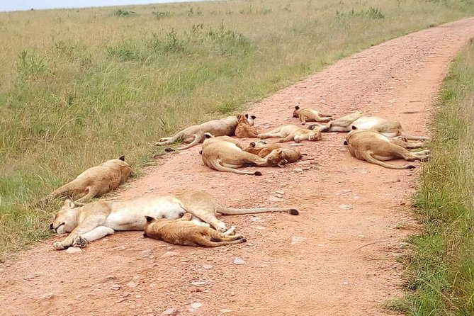 2 Days Maasai Mara National Reserve Safari From Nairobi - Included in the Tour