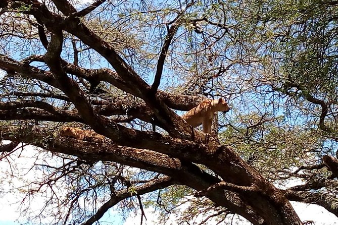 2 Days Maasai Mara National Reserve Safari From Nairobi - Safari Activities