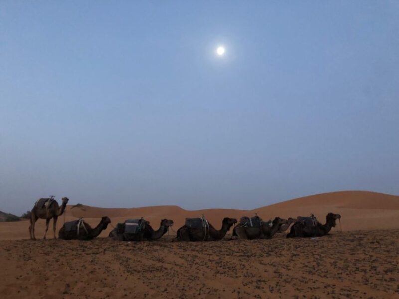 2 Days Marrakech to Zagora Desert Tour & Camel Trek - Key Points