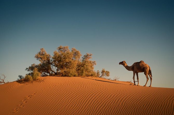 2 Days Marrakech to Zagora Desert Trip - Pickup and Accessibility Details