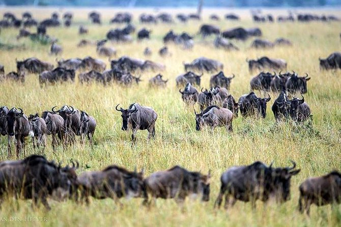 2 Days Masai Mara Private Safari From Nairobi - Included in the Experience