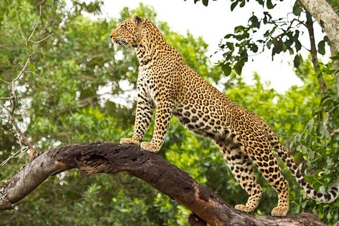 2 Days Masai Mara Private Safari From Nairobi - Itinerary and Schedule