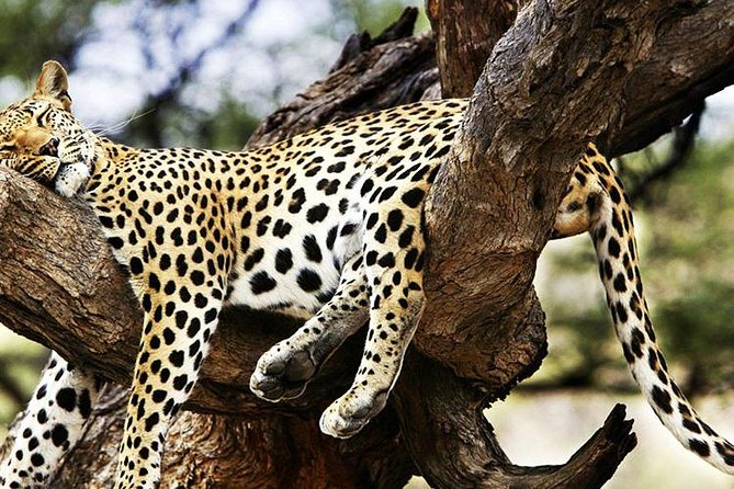 2 Days Masai Mara Private Safari From Nairobi - Cancellation and Dress Code