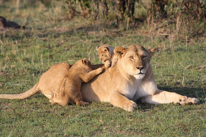 2 Days Masai Mara Private Safari From Nairobi - Customer Feedback and Response