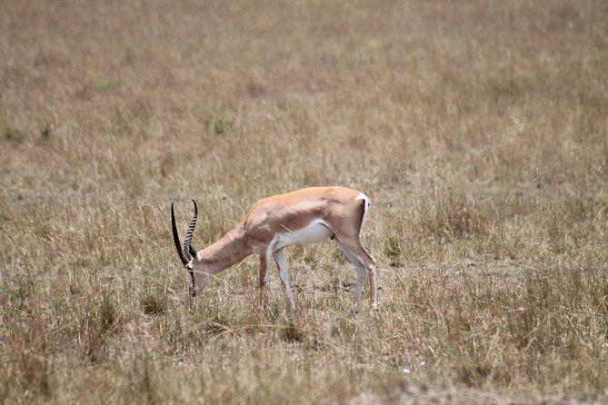 2 Days Masai Mara Safari - Day 1: Witnessing the Wild