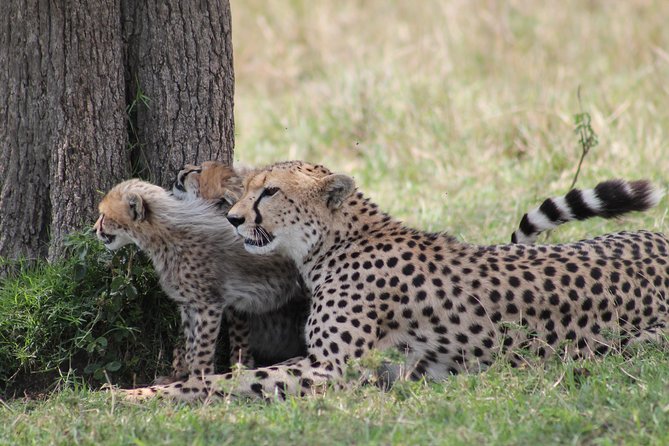 2 Days Masai Mara Safari - Accommodations and Meals