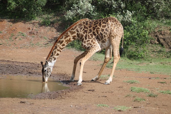 2 Days Masai Mara Safari - Interacting With Maasai Culture