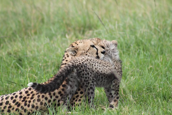2 Days Masai Mara Safari - Day 2: Sunrise Game Drive