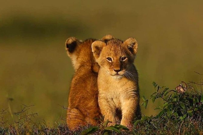 2 Days Mid Range Safari in Ngorongoro and Tarangire Big 5 Parks - Tarangire National Park