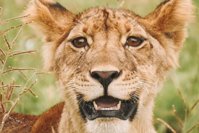 2 Days Mid Range Safari in Ngorongoro and Tarangire Big 5 Parks - Transportation and Pickup