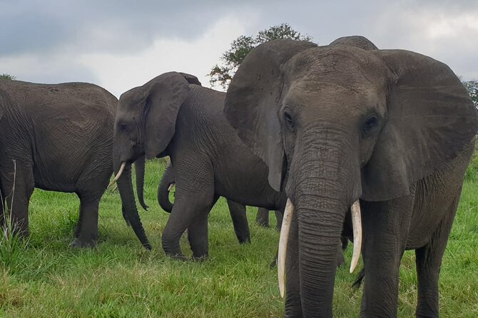 2 Days Mikumi National Park Safari From Dar Es Salaam or Zanzibar - Ratings and Reviews