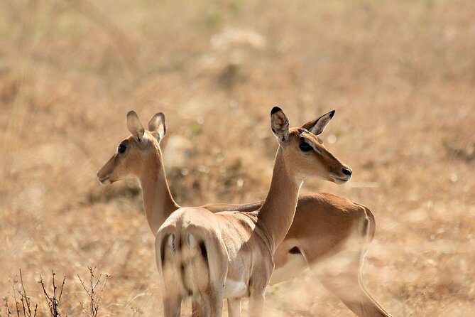 2 Days Mikumi Private Safari From Zanzibar With Accommodation - Accommodations and Dining Options