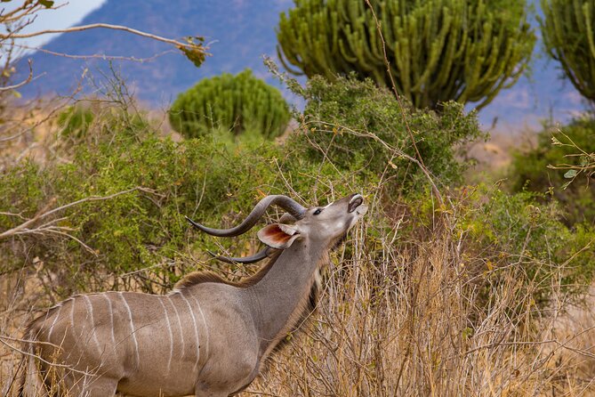 2 Days Mikumi Private Safari From Zanzibar With Accommodation - Additional Tour Information