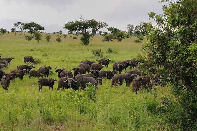2 Days - Mikumi Safari Depart From Zanzibar or Dar Es Salaam - Meeting and Pickup